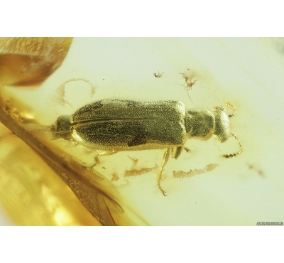 Rare beetle, extinct species Tenebrionoidea, Mycteridae, Omineus febribilis. Fossil insect in Baltic amber #8369