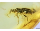 Rare beetle, extinct species Tenebrionoidea, Mycteridae, Omineus febribilis. Fossil insect in Baltic amber #8369