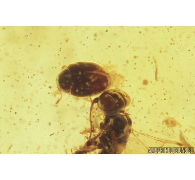 3 Rare Beetles Cyclaxyriidae, Wasp, Spider and More.  Fossil inclusions in Baltic amber #8370