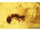 3 Beetles, Probably Fringe-winged beetles Clambidae, Wasp, Spider and More.  Fossil inclusions in Baltic amber #8370