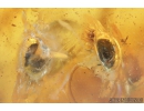 3 Beetles, Probably Fringe-winged beetles Clambidae, Wasp, Spider and More.  Fossil inclusions in Baltic amber #8370