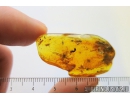 3 Rare Beetles Cyclaxyriidae, Wasp, Spider and More.  Fossil inclusions in Baltic amber #8370