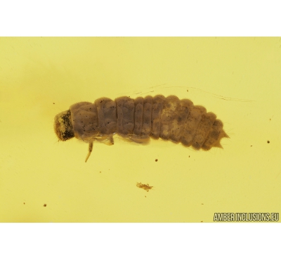 Nice Beetle Larva, Bark Beetle Scolytinae, Spider, Caterpillar Case and More. Fossil inclusions in Baltic amber #8371