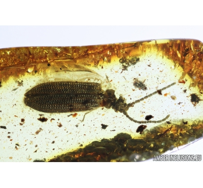 Rare Reticulated Beetle Cupedidae Cupes groehni. Fossil insect in Ukrainian Rovno amber #8373R