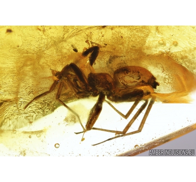 Spider, Cicadina, Beetle, Aphid and More. Fossil inclusions in Baltic amber #8378