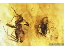 Spider, Cicadina, Beetle, Aphid and More. Fossil inclusions in Baltic amber #8378