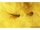 Spider, Cicadina, Beetle, Aphid and More. Fossil inclusions in Baltic amber #8378