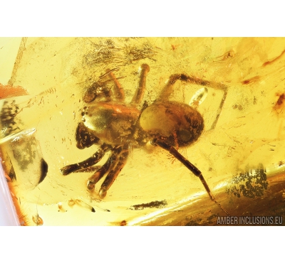 Ant spider, Zodariidae. Fossil inclusion in Baltic amber #8389