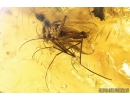 Spider Araneae Mimetidae and More. Fossil inclusions in Baltic amber stone #8390