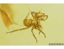 Spider, Araneae. Fossil inclusion in Baltic amber stone #8391