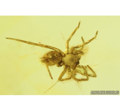Spider, Araneae. Fossil inclusion in Baltic amber stone #8391