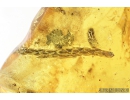 Big Spider Araneae, Thuja Plants and Springtail Collembola. Fossil inclusions in Baltic amber stone #8392