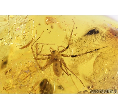 Big Spider Araneae, Thuja Plants and Springtail Collembola. Fossil inclusions in Baltic amber stone #8392