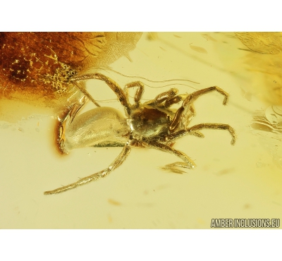 Spider, Araneae. Fossil inclusion in Baltic amber stone #8393