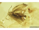 Lepidoptera Moth. Fossil insect in Ukrainian Rovno amber #8396R