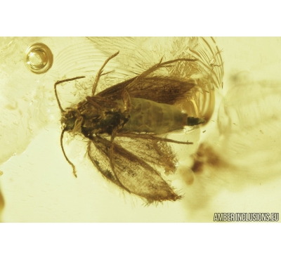 Lepidoptera Moth. Fossil insect in Ukrainian Rovno amber #8396R