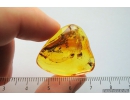 Lepidoptera Moth. Fossil insect in Ukrainian Rovno amber #8396R