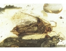 Big 8mm Moth Lepidoptera. Fossil insect in Baltic amber #8397