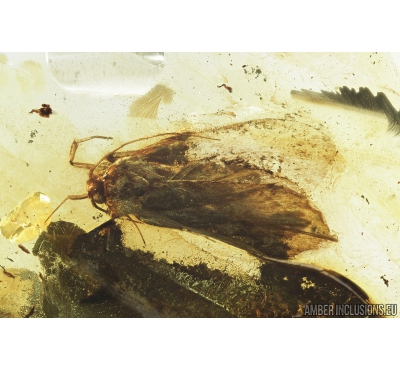 Big 8mm Moth Lepidoptera. Fossil insect in Baltic amber #8397