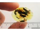 Big 8mm Moth Lepidoptera. Fossil insect in Baltic amber #8397