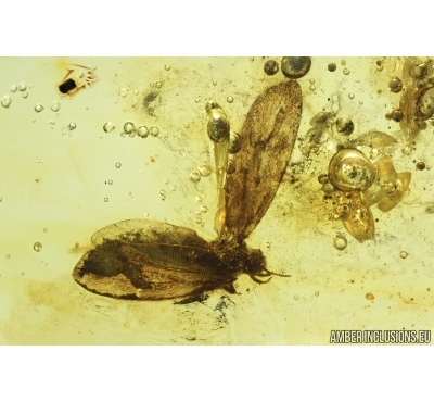 Lepidoptera, Moth. Fossil insect in Baltic amber #8399