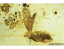 Lepidoptera, Moth. Fossil insect in Baltic amber #8399