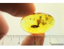 Lepidoptera, Moth. Fossil insect in Baltic amber #8399