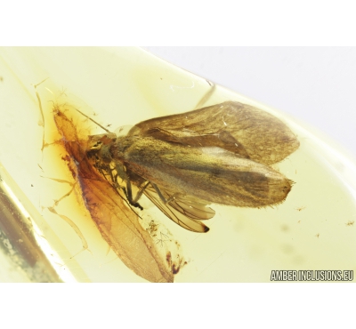 Big 8mm Moth Lepidoptera. Fossil insect in Baltic amber #8401