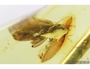 Big 8mm Moth Lepidoptera. Fossil insect in Baltic amber #8401