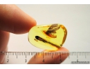 Big 8mm Moth Lepidoptera. Fossil insect in Baltic amber #8401