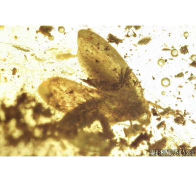 Moth Lepidoptera and Wasp Nymenoptera. Fossil insects in Baltic amber #8403