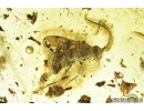 Moth Lepidoptera and Wasp Nymenoptera. Fossil insects in Baltic amber #8403