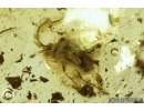 Moth Lepidoptera and Wasp Nymenoptera. Fossil insects in Baltic amber #8403