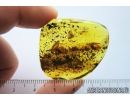 Moth Lepidoptera and Wasp Nymenoptera. Fossil insects in Baltic amber #8403