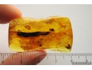 Moth Lepidoptera. Fossil insect in Baltic amber #8409