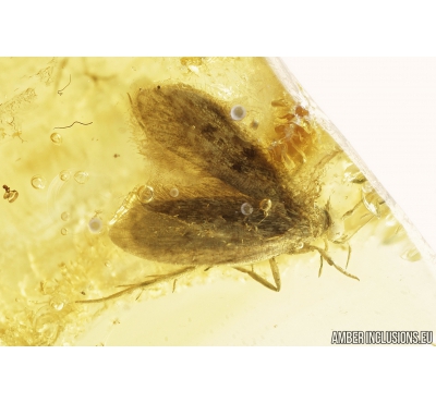 Lepidoptera, Moth. Fossil insect in Baltic amber #8409