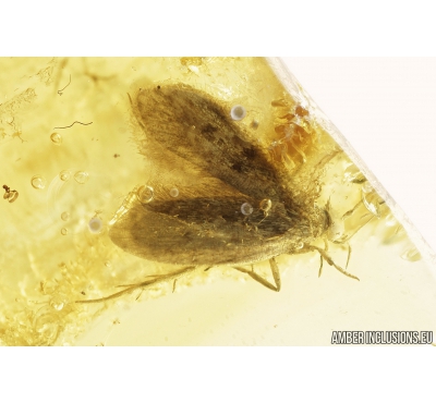 Moth Lepidoptera. Fossil insect in Baltic amber #8409