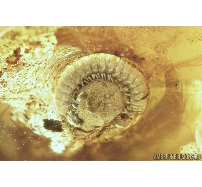 Nice Millipede, Diplopoda. Fossil inclusion in Baltic amber #8410
