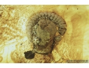 Nice Millipede, Diplopoda. Fossil inclusion in Baltic amber #8410