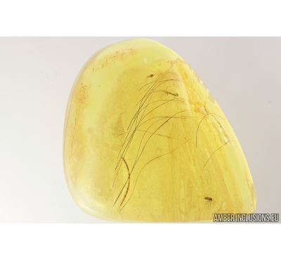 Mammalian hair. Fossil inclusion in Baltic amber #8413