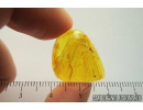 Mammalian hair. Fossil inclusion in Baltic amber #8413