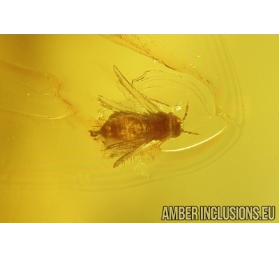 Thrips Thysanoptera Thripidae, Spider, Araneae, and Dipterans. Fossil inclusions in Ukrainian Rovno amber #8417R