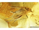 Caddisfly Trichoptera, Mite Acari and Two-winged Dipterans. Fossil insects in Baltic amber #8419