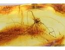 Harvestman, Opiliones. Fossil inclusion in Baltic amber #8421