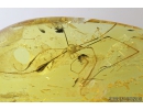 Harvestman, Opiliones. Fossil inclusion in Baltic amber #8422
