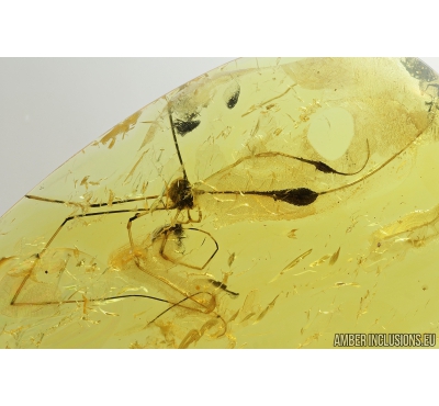 Harvestman, Opiliones. Fossil inclusion in Baltic amber #8422