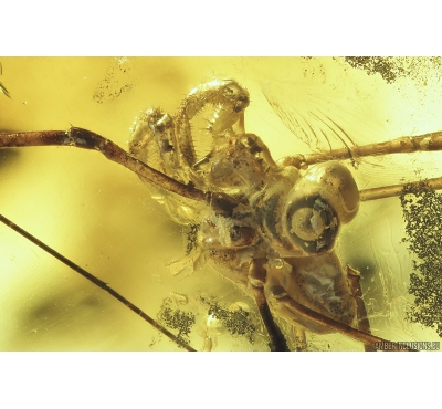 Rare Harvestman, Opiliones. Fossil inclusion in Baltic amber #8423