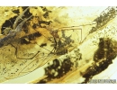 Rare Harvestman, Opiliones. Fossil inclusion in Baltic amber #8423