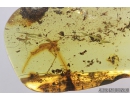 RARE ASSASSIN BUG, REDUVIIDAE. Fossil insect in Baltic amber #8424