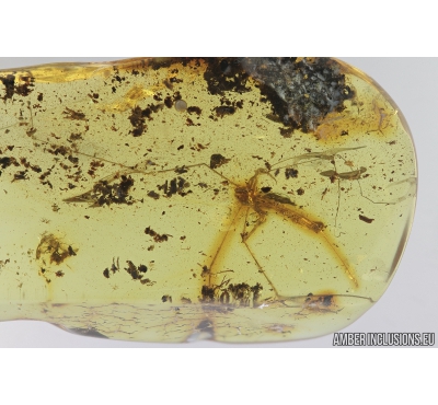 RARE ASSASSIN BUG, REDUVIIDAE. Fossil insect in Baltic amber #8424